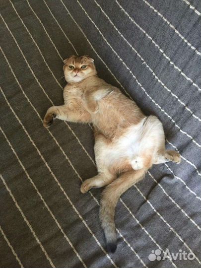 Кот Вязка Шотландская золотая шиншилла