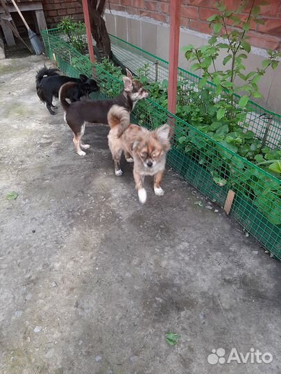 Щенки чихуахуа