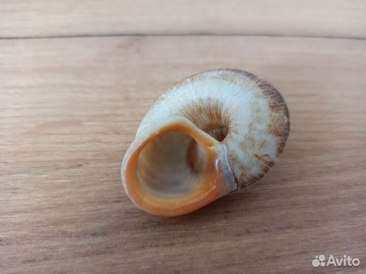 Морская раковина