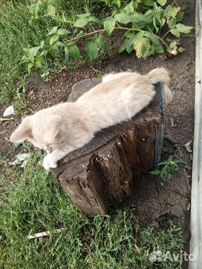 Котёнок вроде девочка