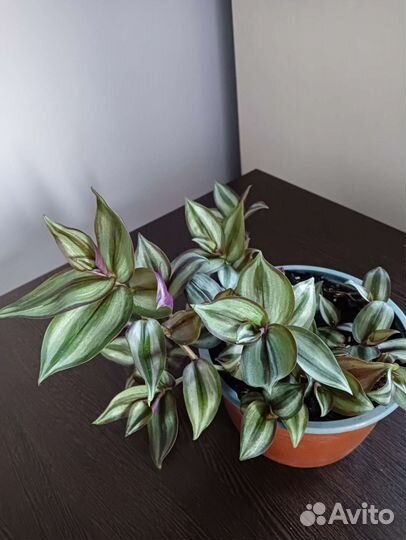 Традесканция зебрина