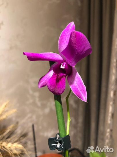 Дендрофаленопсис