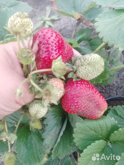 Саженцы ремонтантной клубники