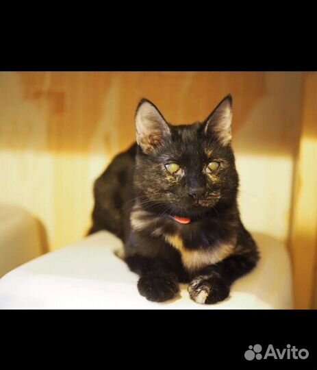 Кошка Коламбия 7 месяцев, стерелизованна,привита