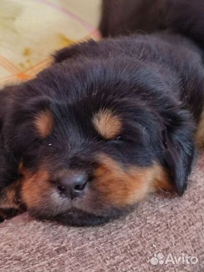 Тибетский мастиф