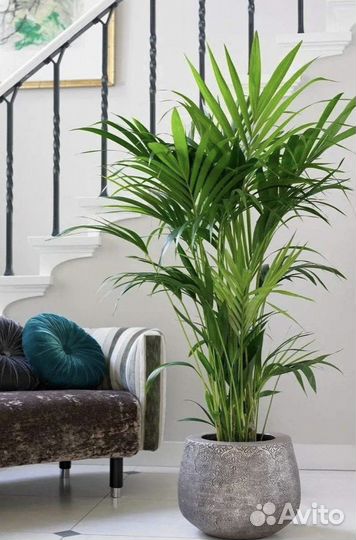 Растения для офиса, дома. Уход