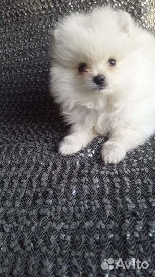 Щенки шпица