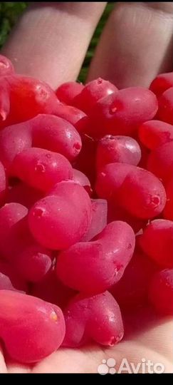 Клубника саженцы