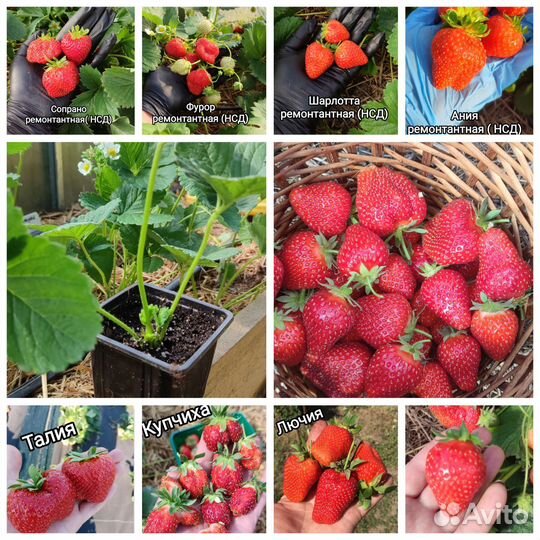 Саженцы клубники