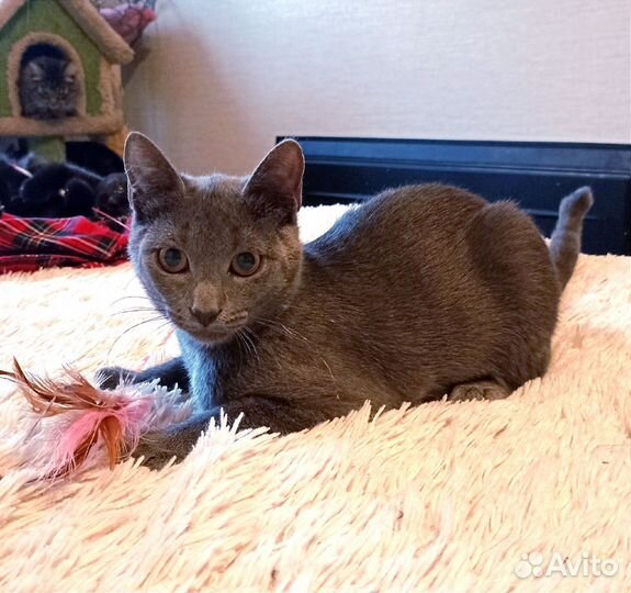 Кошечка Шанти