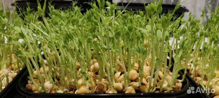 Микрозелень