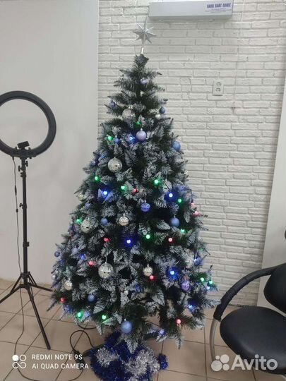 Ель Рождественская с белыми кончиками