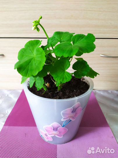 Каланхоэ, герань, фикус, денежное дерево