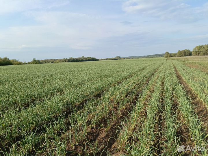 Озимый чеснок от 50кг