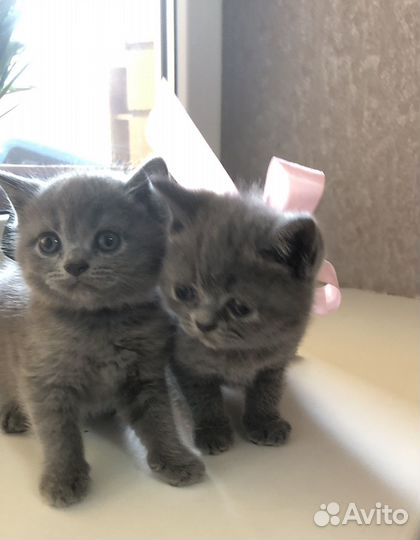 Британские котята