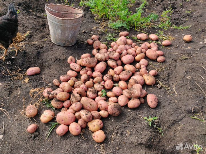 Картофель деревенский Похвистневский район