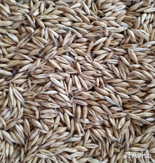 Продам овёс