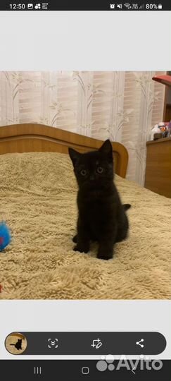 Британская кошечка