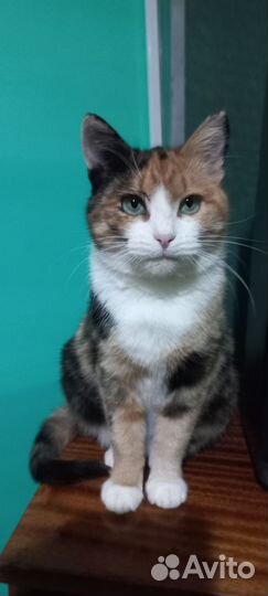 Кошка стерилизованная