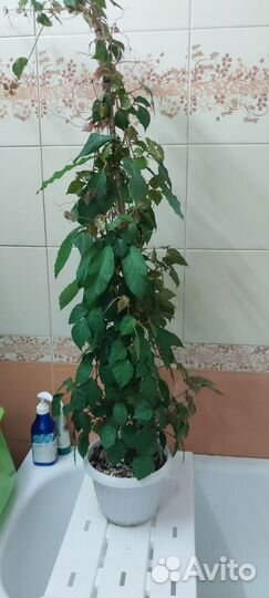 Циссус березка