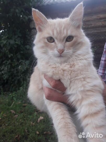Кошка и котята