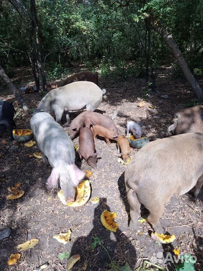 Поросята породы Дюрок