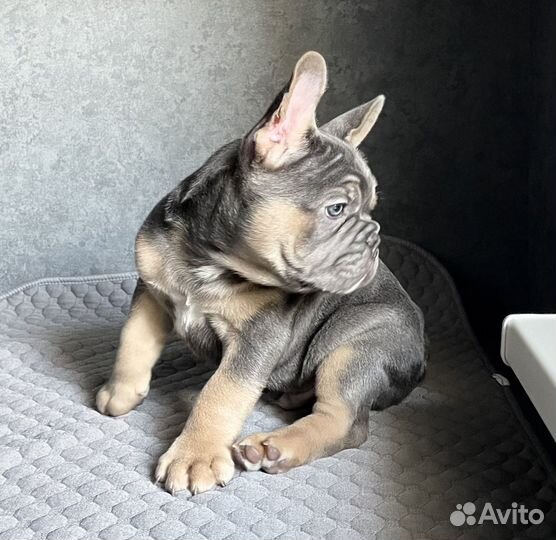 Французский бульдог щенки
