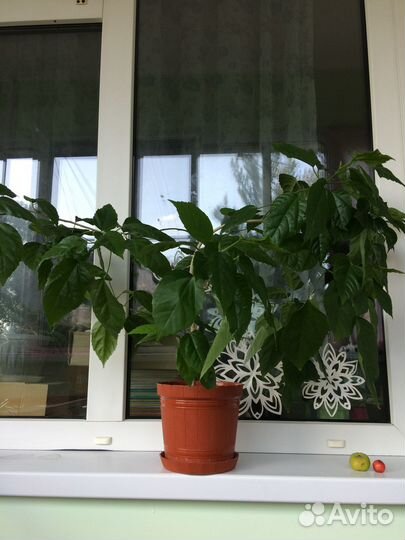 Гибискус китайская роза