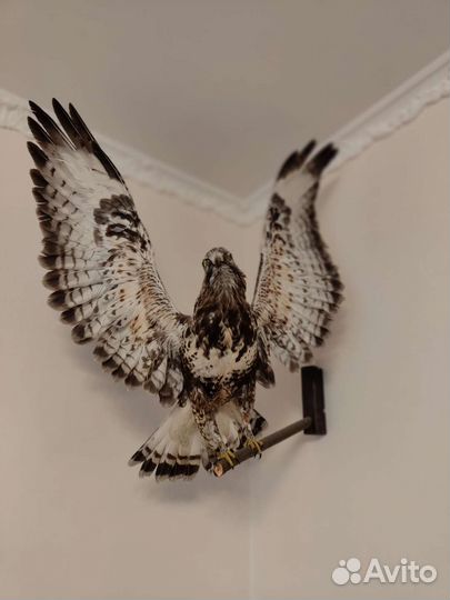 Чучело лося, кабана