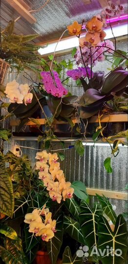 Домашнии экзотические растания