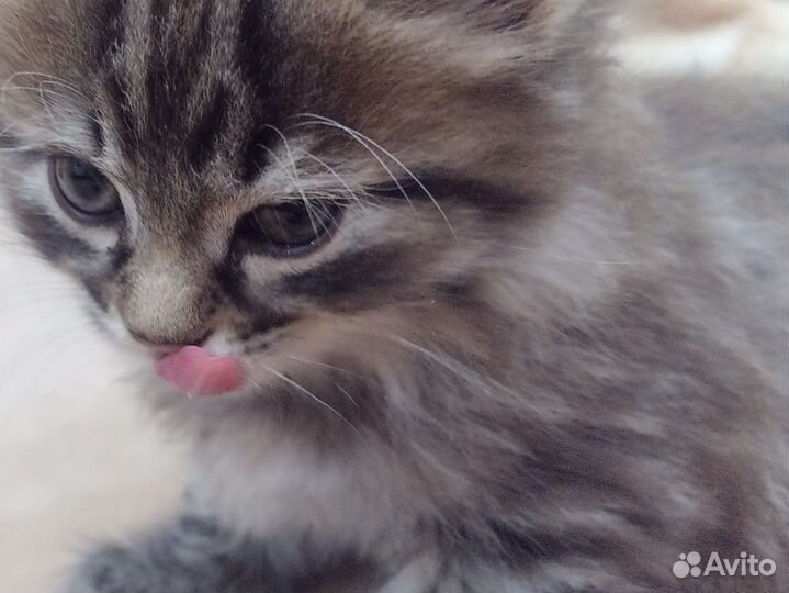 Отдам в добрые руки котенка