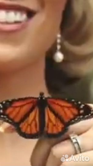 Живые тропические бабочки для праздника