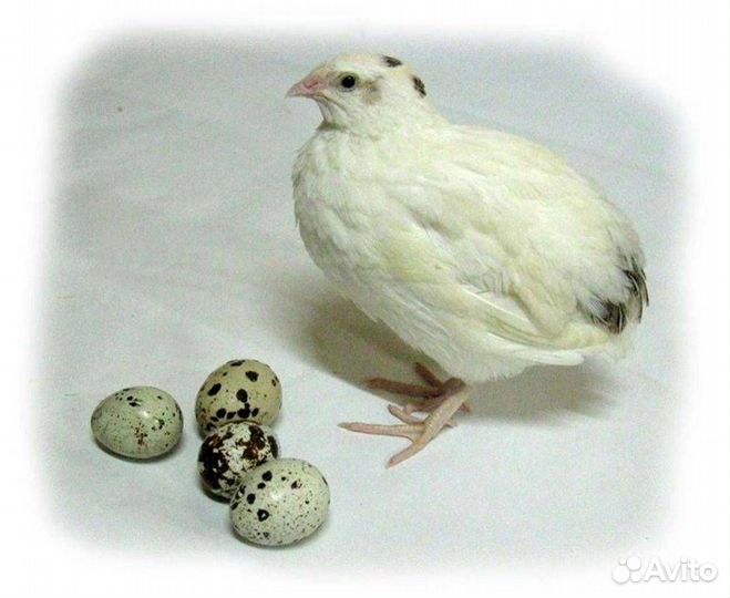 Цыплята и Перепелята техасцы суточные и подрощенны