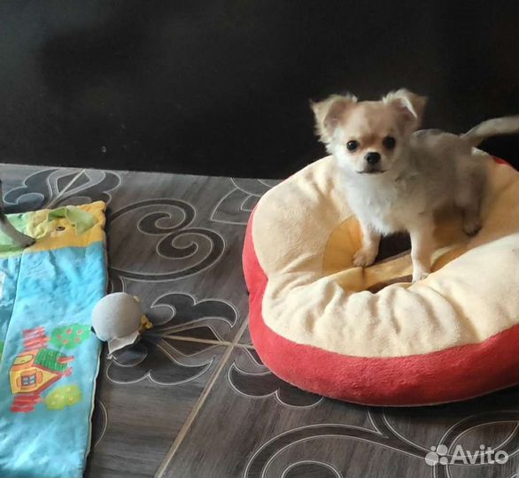 Щенки чихуахуа