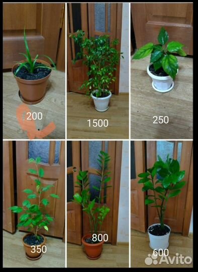 Антуриум, замиокулькас спатифиллум хавортия фикус