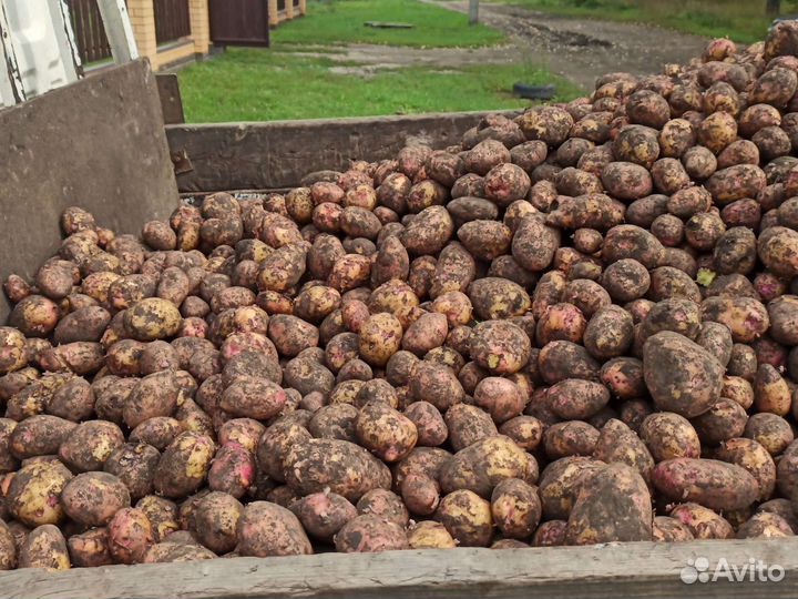 Продам картофель