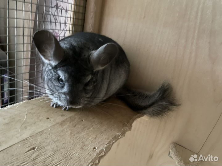 Шиншилла