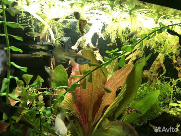 Мальки гуппи