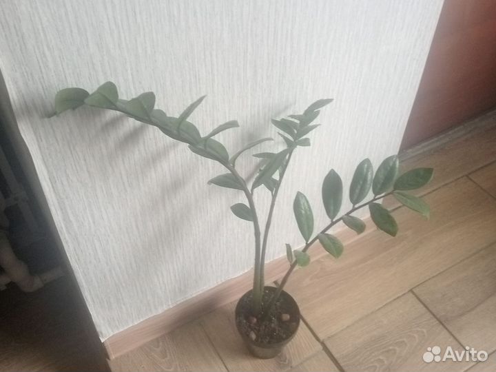 Замиокулькас