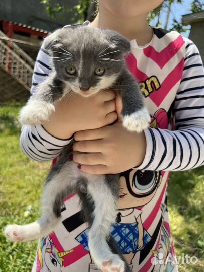 Вслоухий мальчик