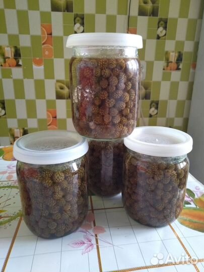 Сосновая шишка молодая