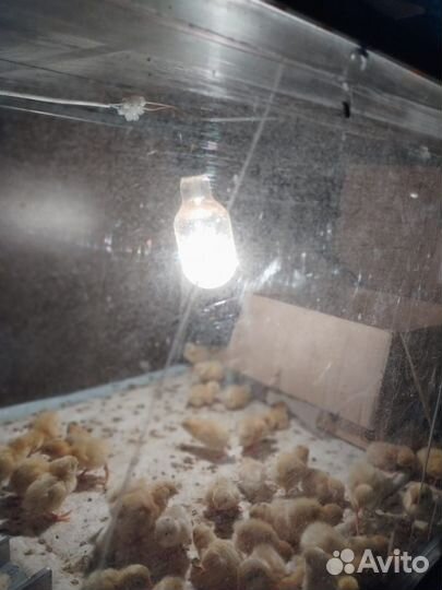 Техасский перепел