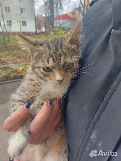 Котенок в добрые руки