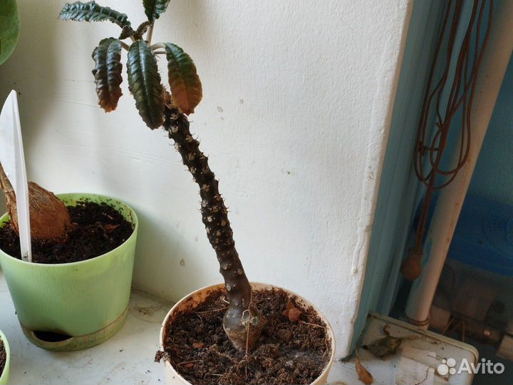 Каудексные растения