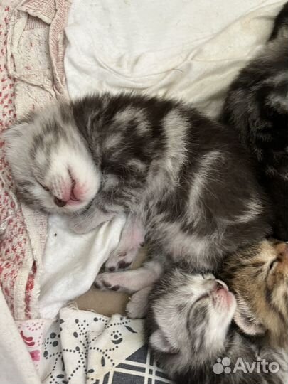 Продается котенок