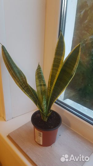 Сансевиерия