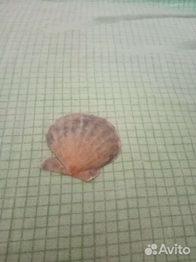 Ракушка морская