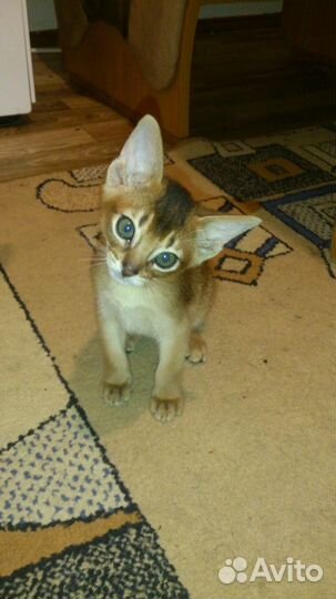 Абиссинские котята