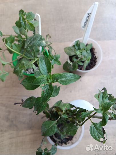 Мята апельсиновая, шоколадная, грейпфрут и др