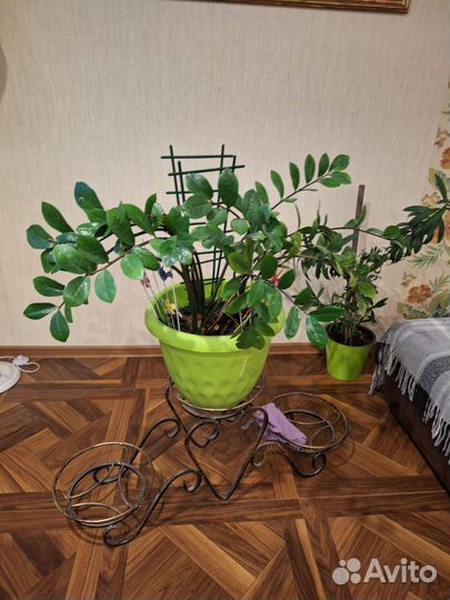 Замиокулькас